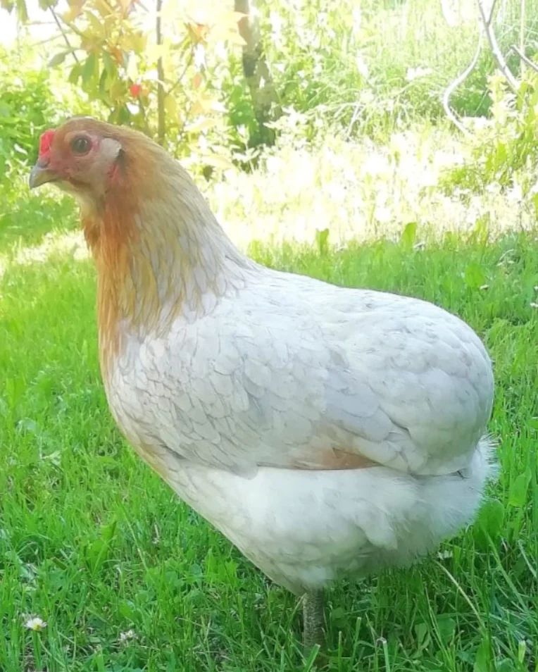Mexcala -Huevo azul de gallina