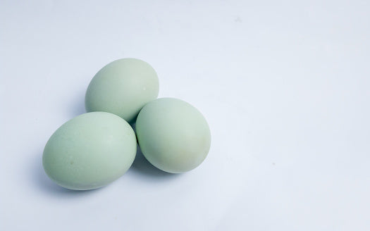 Mexcala -Huevo azul de gallina
